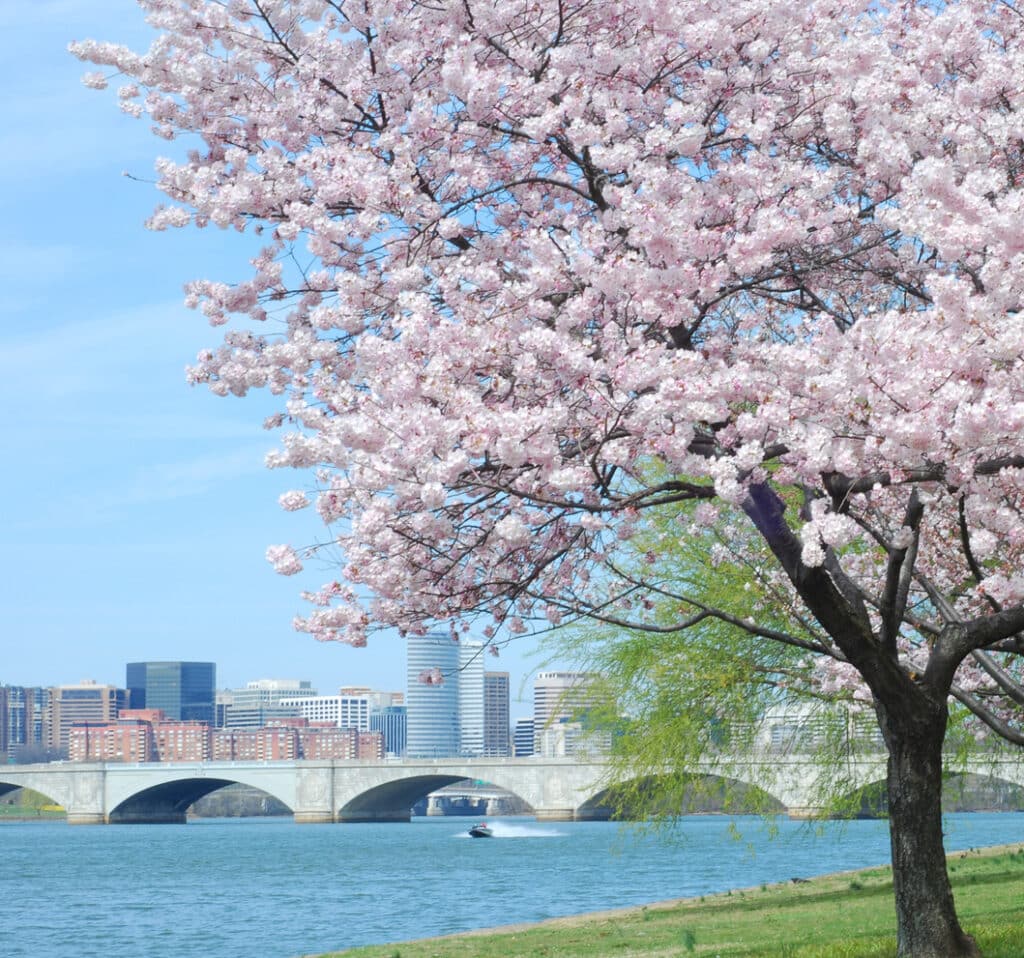 Cherry Blossom and Arlington Memorial Bridge in Arlington, VA