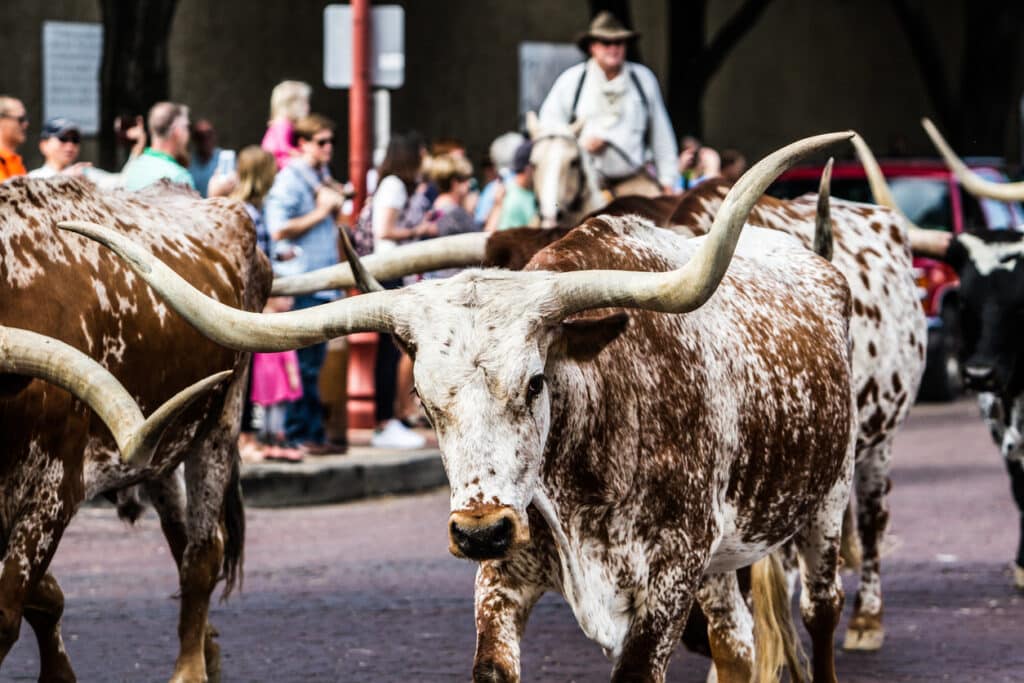 Cattle drive at cattle station in Texas